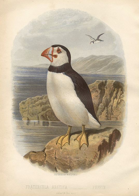 Puffin - Fratercula Arctica, 1875