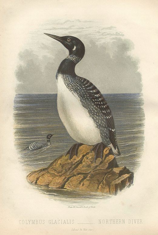 Northern Diver - Colymbus Glacialis, 1875