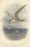 Common Tern - Sterna Hirundo, 1875