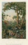 Tropical Epiphytes in Ceylon, 1896