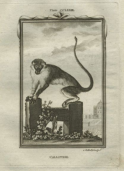 Callithrix monkey, after Buffon, 1785