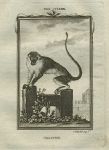 Callithrix monkey, after Buffon, 1785