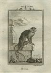 Mustax monkey, after Buffon, 1785
