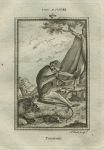 Talapoin monkey, after Buffon, 1785