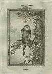 Douc monkey, after Buffon, 1785