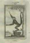 Coaita monkey, after Buffon, 1785