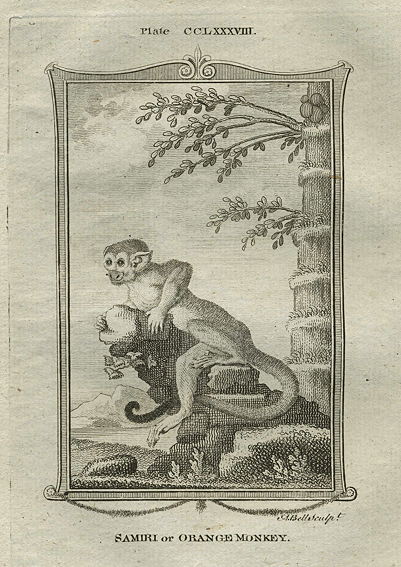 Samiri or Orange Monkey, after Buffon, 1785