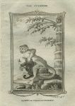 Samiri or Orange Monkey, after Buffon, 1785