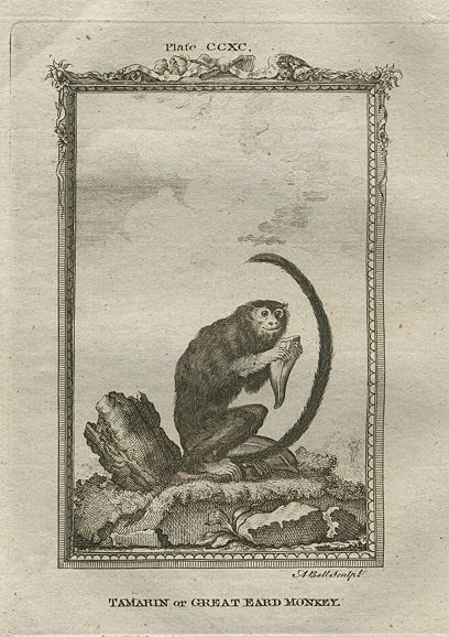 Tamarin or Great Eared Monkey, after Buffon, 1785