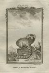 Oistiti or Striated Monkey, after Buffon, 1785