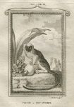 Pinche or Red Monkey, after Buffon, 1785