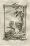 Marikini or Silky Monkey, after Buffon, 1785