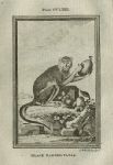 Black Banded Patas Monkey, after Buffon, 1785