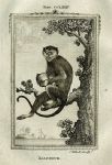 Malbrouk Monkey, after Buffon, 1785