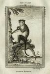 Chinese Bonnet monkey, after Buffon, 1785