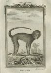 Mangabey monkey, after Buffon, 1785