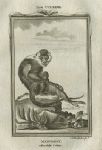 Mangabey, with white collar, monkey, after Buffon, 1785