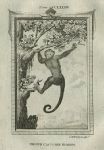 Brown Capuchin Monkey, after Buffon, 1785