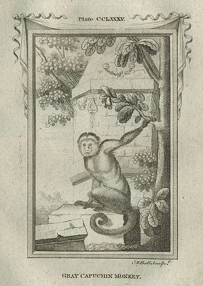 Grey Capuchin Monkey, after Buffon, 1785