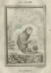 Sai or Weeper, monkey, after Buffon, 1785