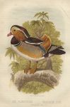 Aix Galericulata - Mandarin Duck, 1875
