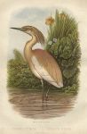 Buphus Comata - Squacco Heron, 1875