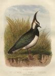 The Lapwing - Vanellus Cristatus, 1875