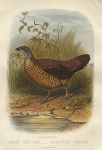 Painted Spur-Fowl - Galloperdix Lunulosa, 1875