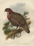 Hastings Tragopan - Ceriornis Melanocephalus, 1875