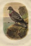 Columba Livia - Rock Pigeon, 1875