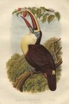 Kamphastos Erythrorhynchus - Toucan, 1875