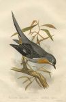 Ptilogonys Armillatus - Whiskered Fantail, 1875