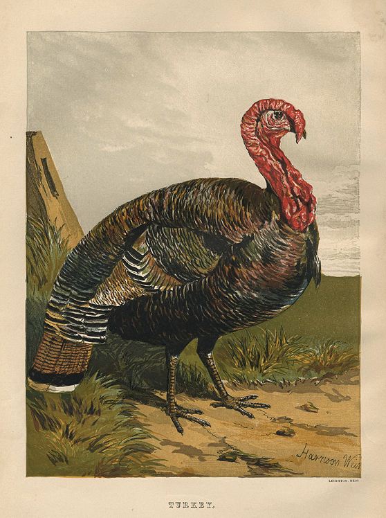 Turkey, by Harrison Weir, 1867