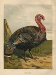 Turkey, by Harrison Weir, 1867