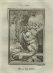 Mico, or Fair Monkey (marmoset), after Buffon, 1785