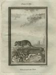 Madagascar Rat, after Buffon, 1785