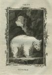 White Bear, after Buffon, 1785