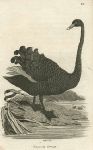 Black Swan, 1809