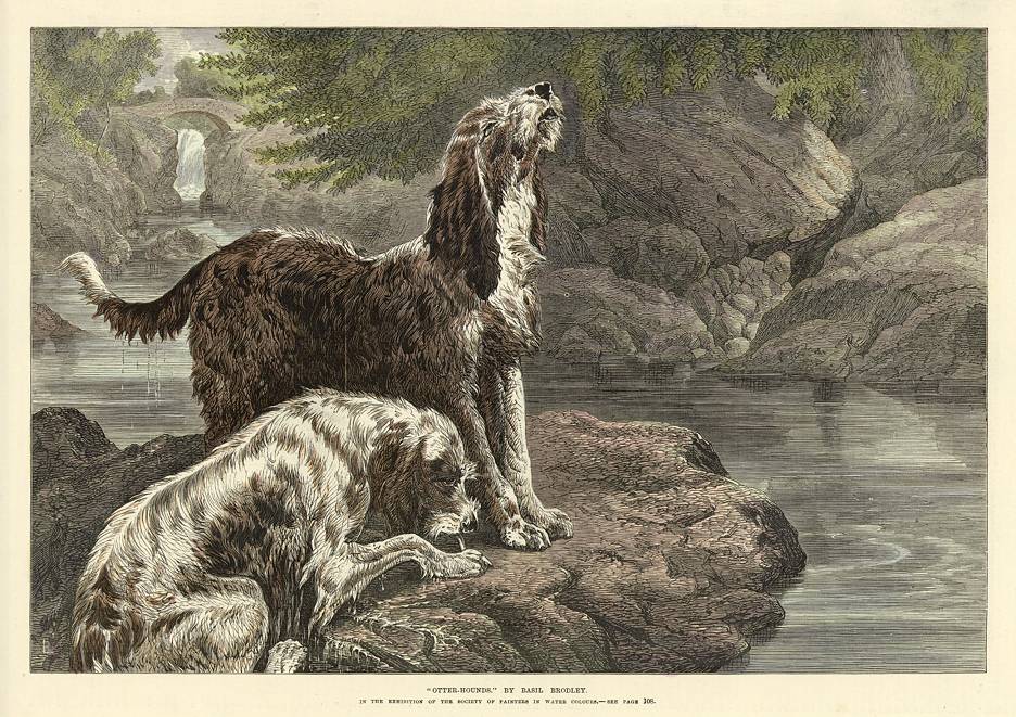 Otter Hounds, 1872