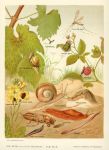 Insects & molluscs, 1896