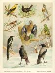 Various birds, 1896