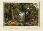 USA, Florida Deer hunting, 1843