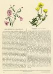 Field Convolvulus & Buttercup, 1853