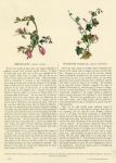 Rest-Harrow & Ivy-Leaved Toadflax, 1853