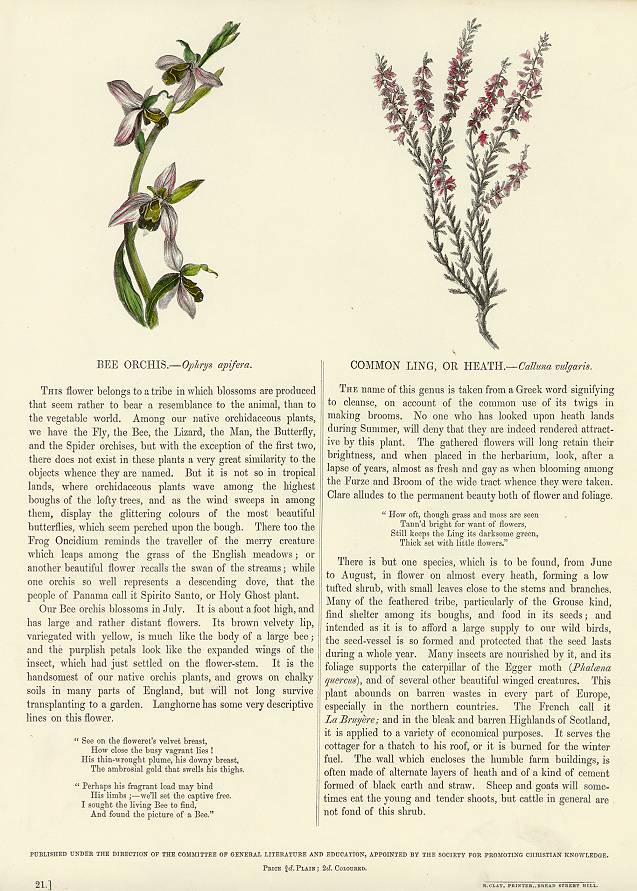 Bee Orchis & Common Ling, 1853