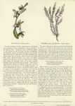 Bee Orchis & Common Ling, 1853