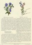 Common Borage & Milkwort, 1853
