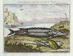 Fishing, fish that go from sea to rivers, 1763