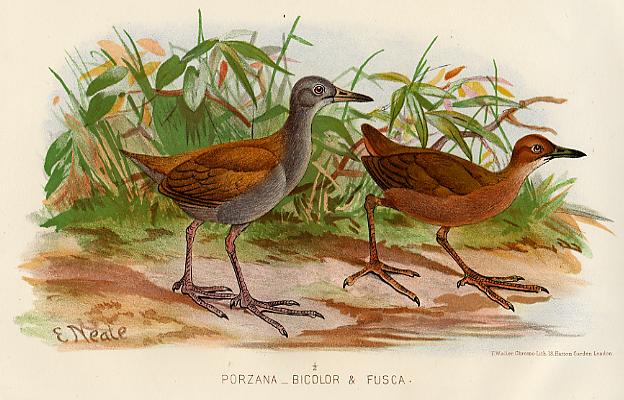 Porzana Bicolor & Fusca, 1890