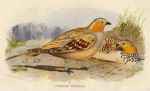 Spotted Sand Grouse, 1890